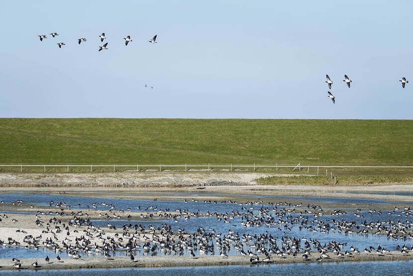 Brakwateroase de Klutenplas bij Den Andel