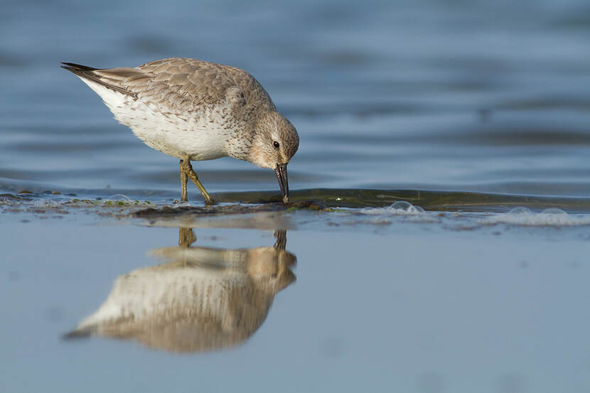 Een kanoet in de Waddenzee