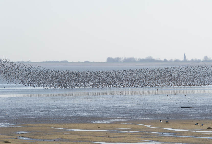 foto met vogels in de Balgzandpolder