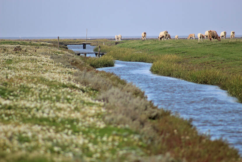 Foto van kwelder It Fryske Gea met begrazing