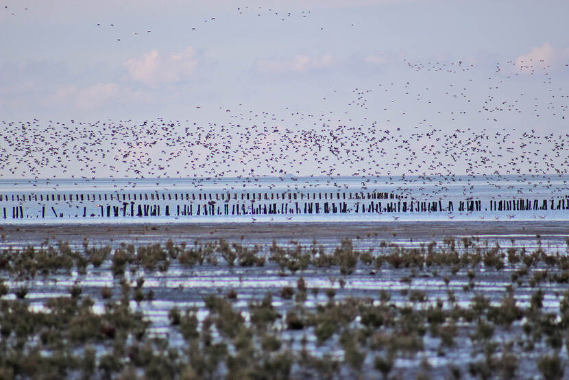 Foto van de lage kwelder met groepen vogels