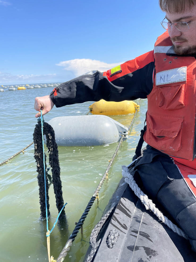 Mosselzaadinvanginstallaties in de Waddenzee