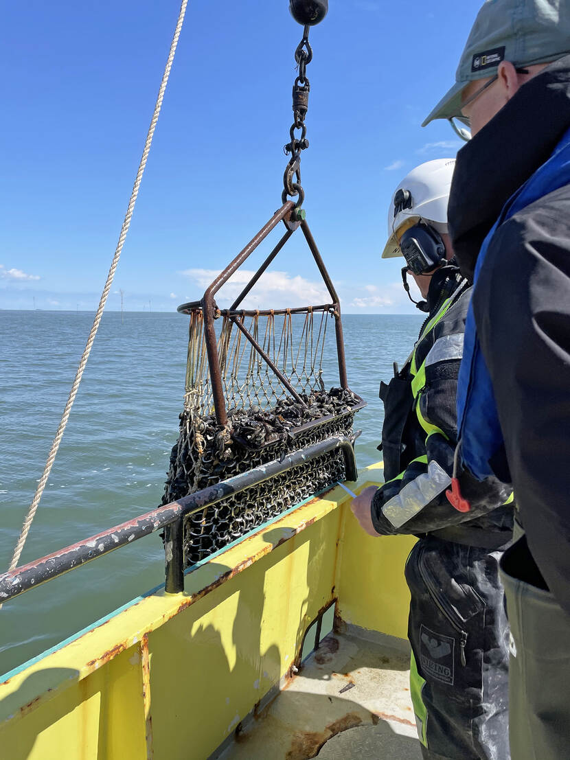 Monitoring van mosselkweek door de Waddenunit