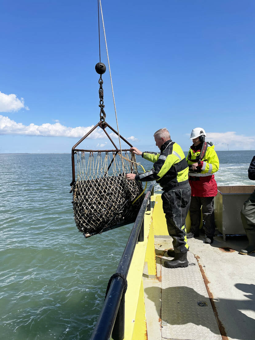 Monitoring van mosselkweek in de Waddenzee