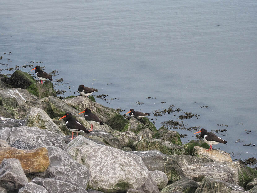 Scholeksters aan de kust van de Waddenzee