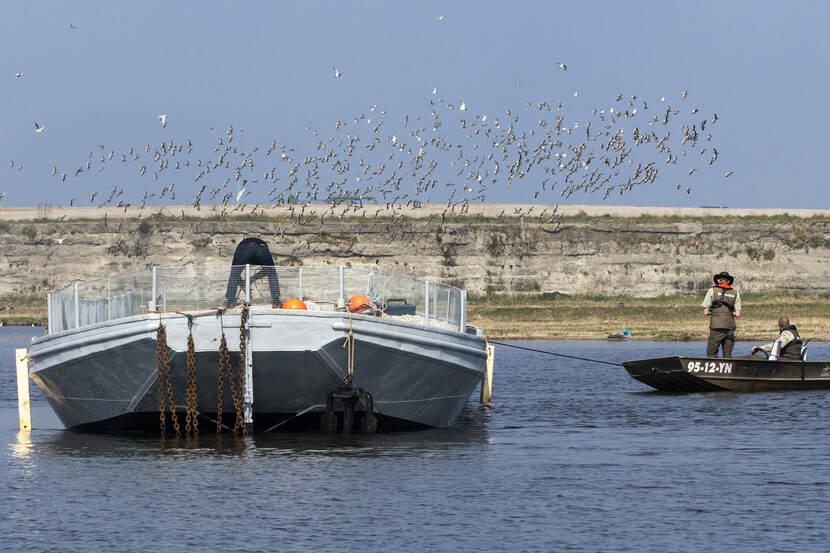 Bij Balgzandpolder wordt het broedponton geplaatst.