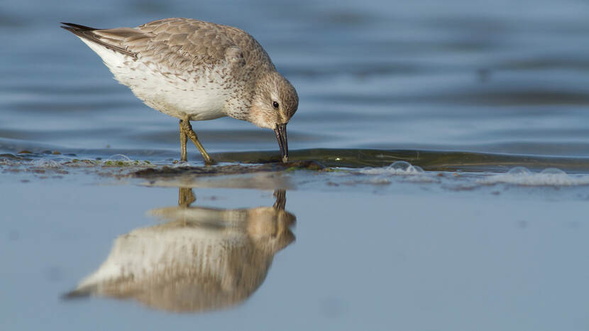 Kanoet in de Waddenzee